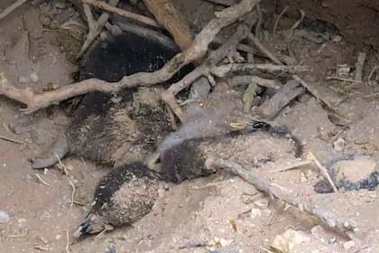 Dictaron tres años de prisión condicional al dueño de la estancia La Perla por haber pasado por encima de cientos de nidos de pingüinos en 2021