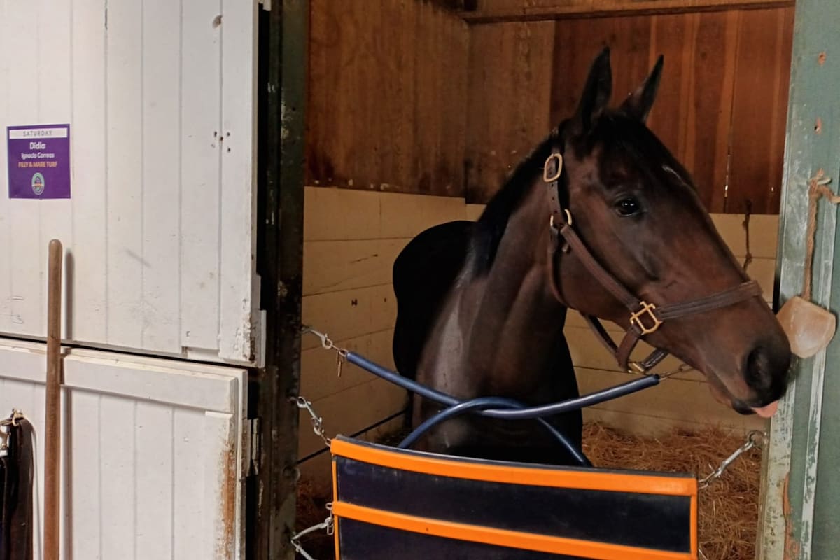 Didia fue anotada por segundo año seguido en la Filly & Mare Turf de la Breeders' Cup; la yegua argentina corrió en Santa Anita Park y ahora lo hará en Del Mar