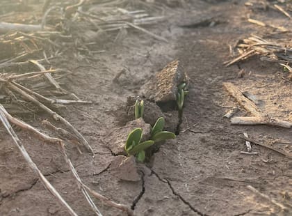 Diego Pasquale recorre sus lotes sembrados y medita cómo enseguida unas buenas precipitaciones puede cambiar abruptamente el humor del campo