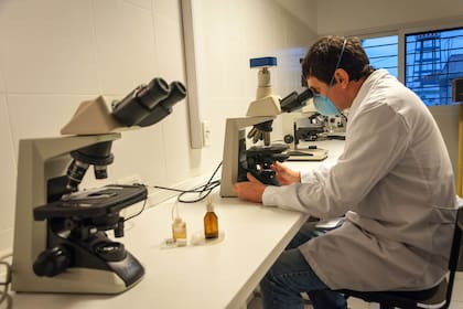 Diego Sauka, doctor en bioquímica y una de las personas que investiga sobre la microbiología aplicada al control de plagas en Instituto de Microbiología y Zoología Agrícola (IMYZA) del INTA.