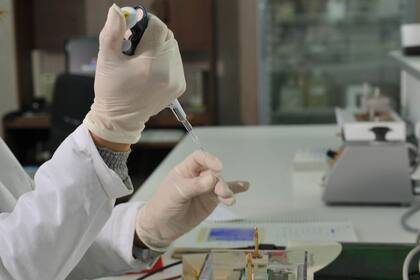 Diego Sauka, doctor en bioquímica y una de las personas que investiga sobre la microbiología aplicada al control de plagas en Instituto de Microbiología y Zoología Agrícola (IMYZA) del INTA.