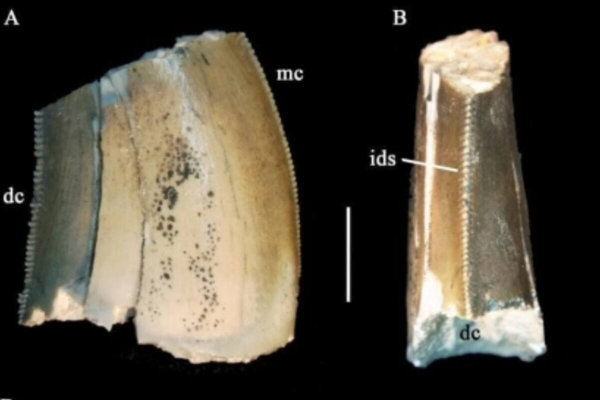 Diente de abelisáurido encontrado en Tacuarembó (Foto: M. Soto)