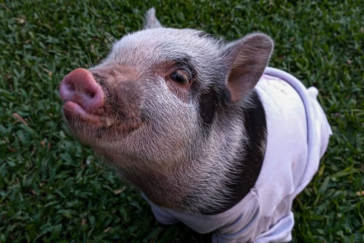 Dieron en adopción a su cerdita, pero denunciaron que el nuevo dueño la mató y se la comió (Foto: Instagram @the.minipig_roma)