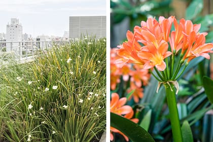 Dietes bicolor y Clivia miniata