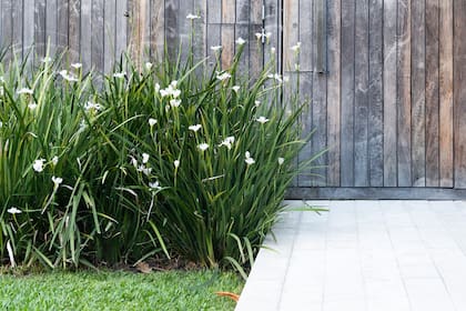 Dietes grandiflora es fácil de mantener y resuelve muchos problemas de diseño