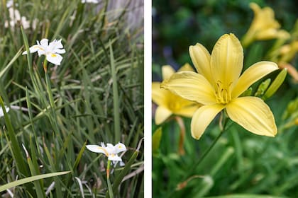 Dietes iridioides y Hemerocallis, dos especies que crecen a gusto entre medianeras