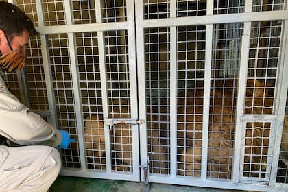 Diez animales del Buin Zoo, en Chile, fueron vacunados contra el Covid-19; entre ellos se encuentran primates y felinos de gran tamaño, especies susceptibles al virus