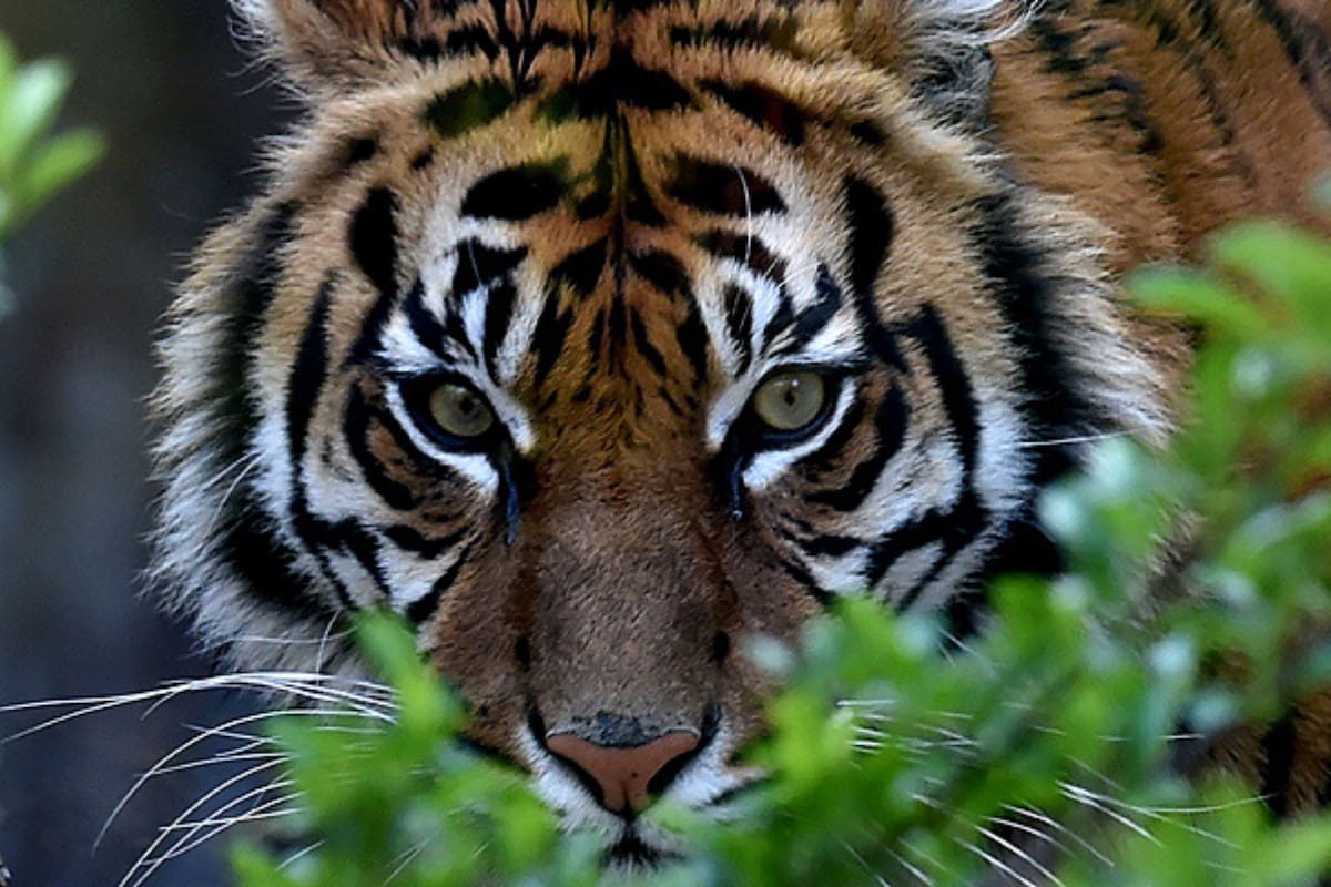 Diez personas murieron a causa de ataques de tigres en los últimos meses