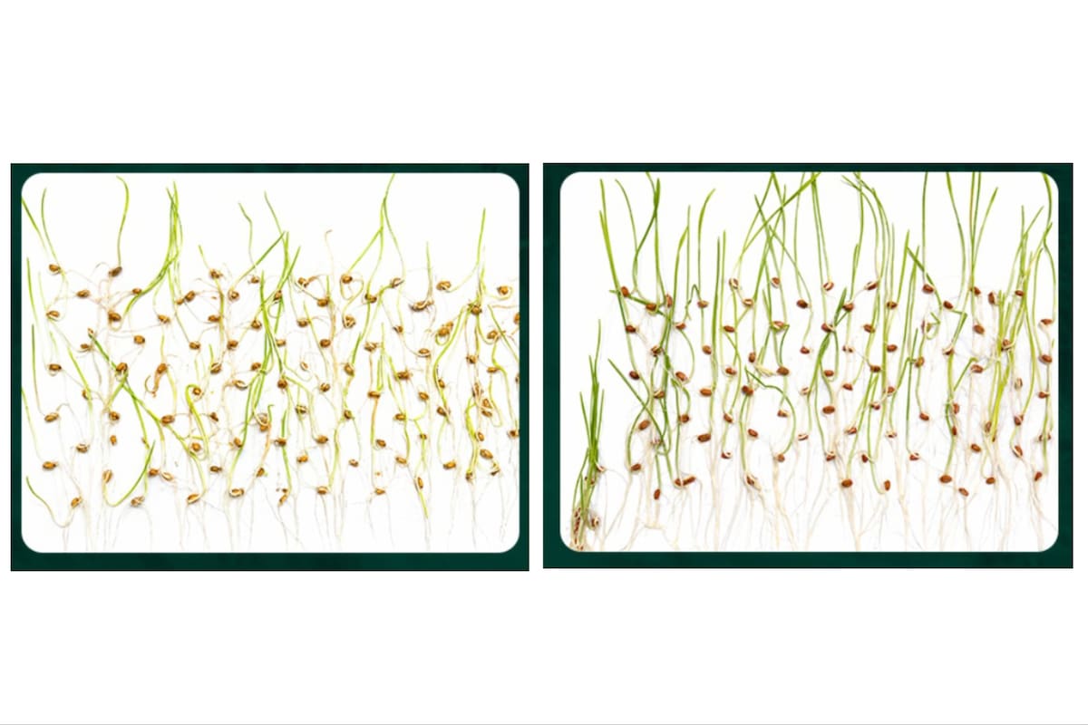 Diferencia de germinación en semilla de bajo vigor germinando sin tratar (izquierda) y tratada con Rizoderma SX + Vitagrw TS (derecha )