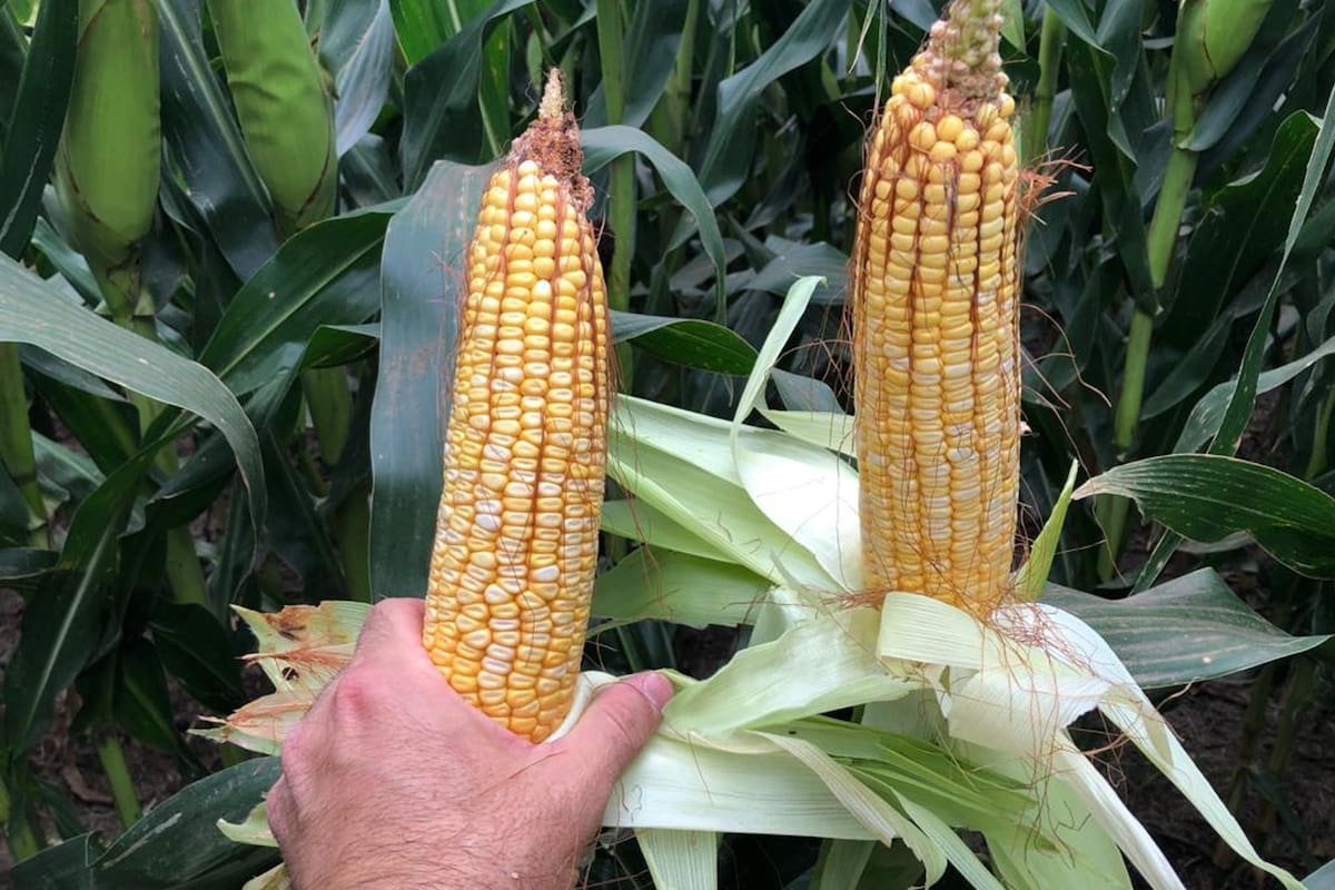 Diferencias. Ya se puede observar que, en función del manejo, habrá maíces de 12.000 kilos y otros que no alcanzarán los 4000 kilos