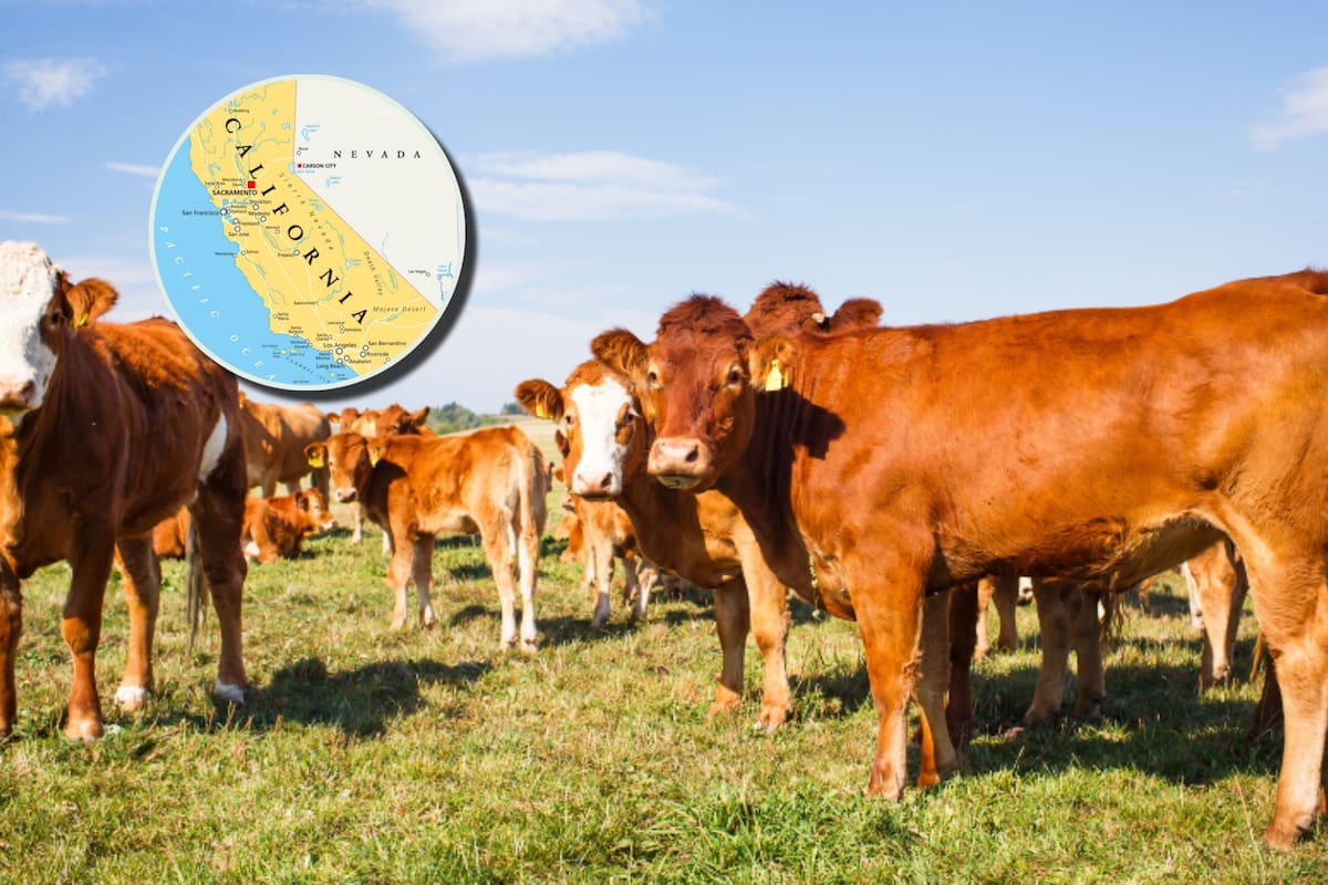 Diferentes personas han reportado la aparición de un peligroso animal