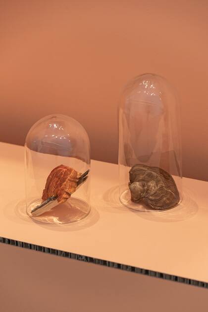 Diferentes variedades de hongos en exposición