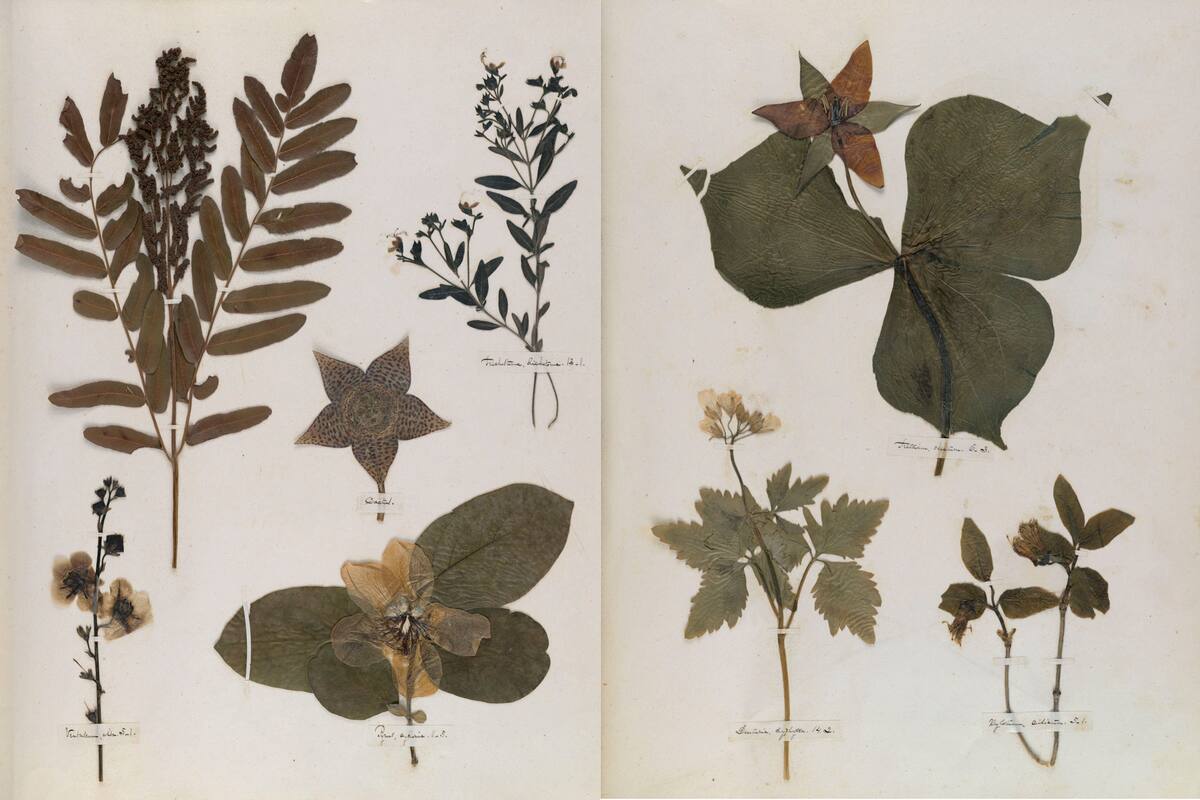 Digitalizado y puesto a disposición del público global por la Universidad de Harvard, el célebre herbario de la poeta estadounidense
Emily Dickinson da testimonio de una particular búsqueda estética