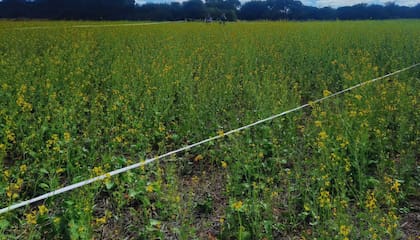 Dijeron que además de reducir la presión de patógenos, esta práctica permite disminuir el uso de agroquímicos, herbicidas y nematicidas, al tiempo que mejora el contenido de materia orgánica y la disponibilidad de nitrógeno en el suelo