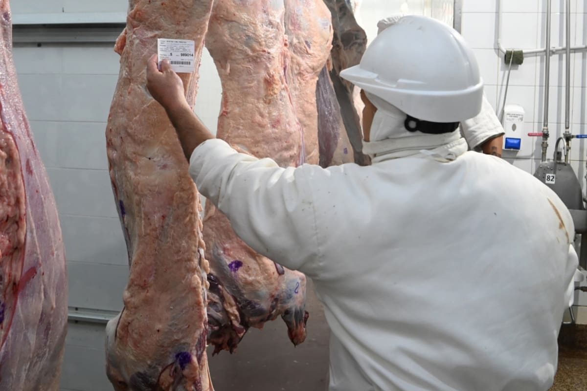 Dijeron que la tipificación bovina es una herramienta clave para que, tanto el sector público como el privado, puedan agregar valor a toda la cadena cárnica argentina. Foto: Agricultura
