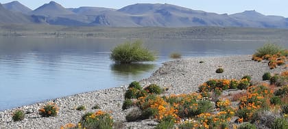 Dina Huapi