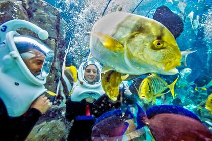 Discovery Cove