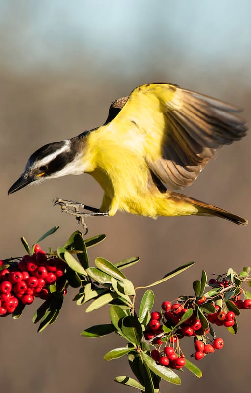 Diseñar para las aves es diseñar un jardín que también tenga algo que ofrecer