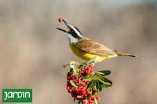 El secreto de los jardines que reciben aves durante todo el año