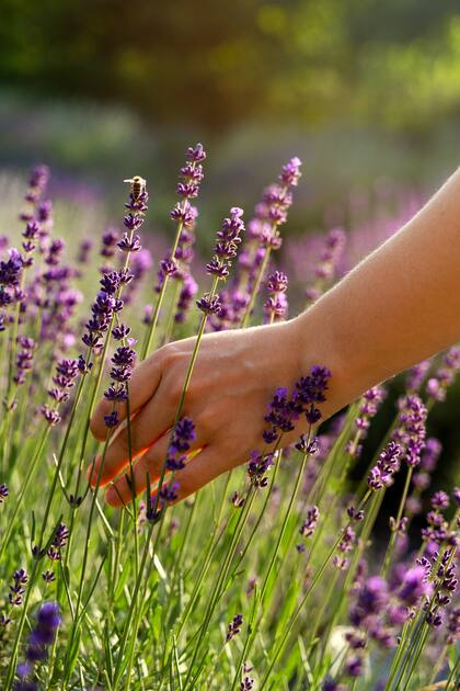 Diseñar un jardín donde los perfumes sean los protagonistas requiere bastante esmero.