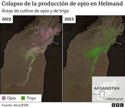 Disminución de la producción de Opio