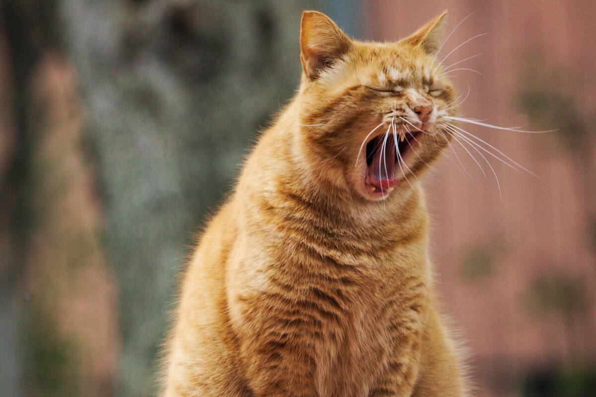 Disminución de la socialización, rechazo a la comida, entre otros, son algunos los signos a tener en cuenta