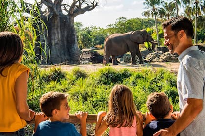 Disney’s Animal Kingdom también hará obras