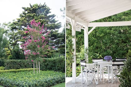 Una Lagerstroemia indica de la serie que recorre todo el jardín (izq.) y galería con piso de travertino, rosas y jazmines (der.).