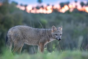 Los animales que se transforman a gran velocidad para sobrevivir