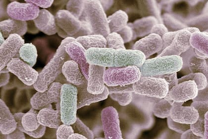 Distintas investigaciones recientes estudian la posibilidad de emplear bacterias para crear redes de transmisión de información, una solución que podría tener aplicaciones en diversos campos