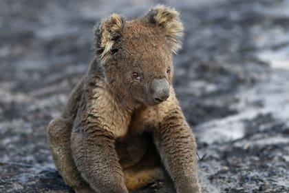 Los koalas ya estaban en peligro de extinción por la pérdida de su hábitat, pero después de los incendios forestales en Australia la situación es aún más crítica
