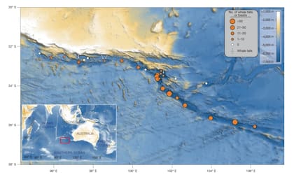 Distribución y abundancia de fósiles y restos de ballenas en la Zona Diamantina