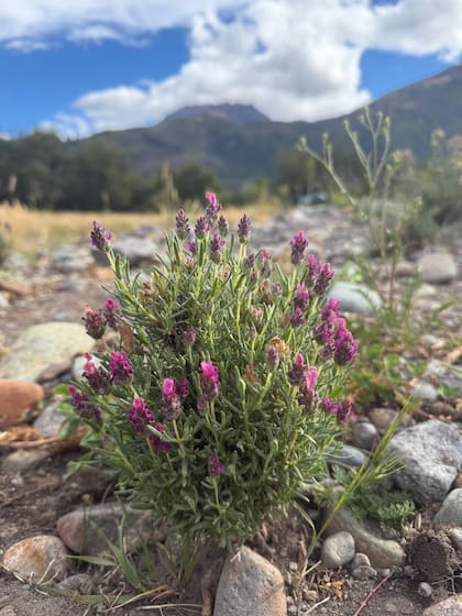 Diversas variedades de lavanda