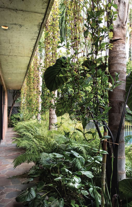 Diversos matices de verde y plantas de hojas grandes enfatizan el estilo tropical del jardín.