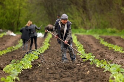 Por la guerra, en Ucrania hay más mujeres trabajando en el campo, especialmente en la producción hortícola