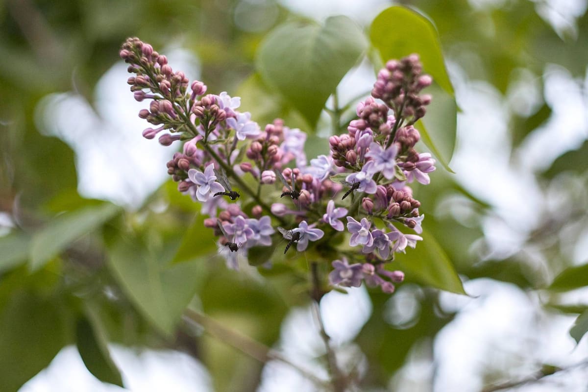 Doce plantas, cultivadas en diferentes regiones de Estados Unidos, han demostrado ser eficaces como repelentes gracias a los aceites esenciales y aromas que desprenden