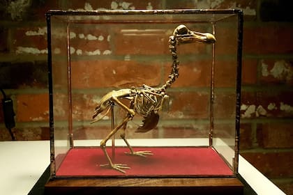 El ambicioso plan de un grupo de científicos para “revivir” al dodo, un ave extinta desde el siglo XVII.