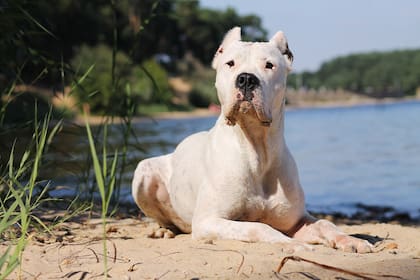 El Dogo Argentino se obtuvo a partir de la cruza del perro de pelea cordobés con otros ejemplares