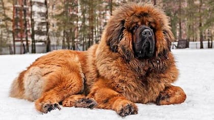 Dogo del Tibet