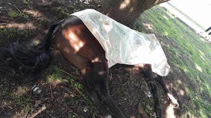 Dolor en La Plata: un joven jinete de 18 años murió tras caer de su caballo.