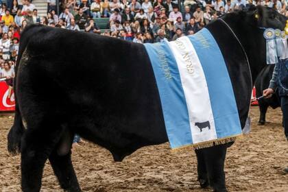 El año pasado, Don Emilio, de la cabaña Tres Marías, obtuvo el premio de Gran Campeón Macho