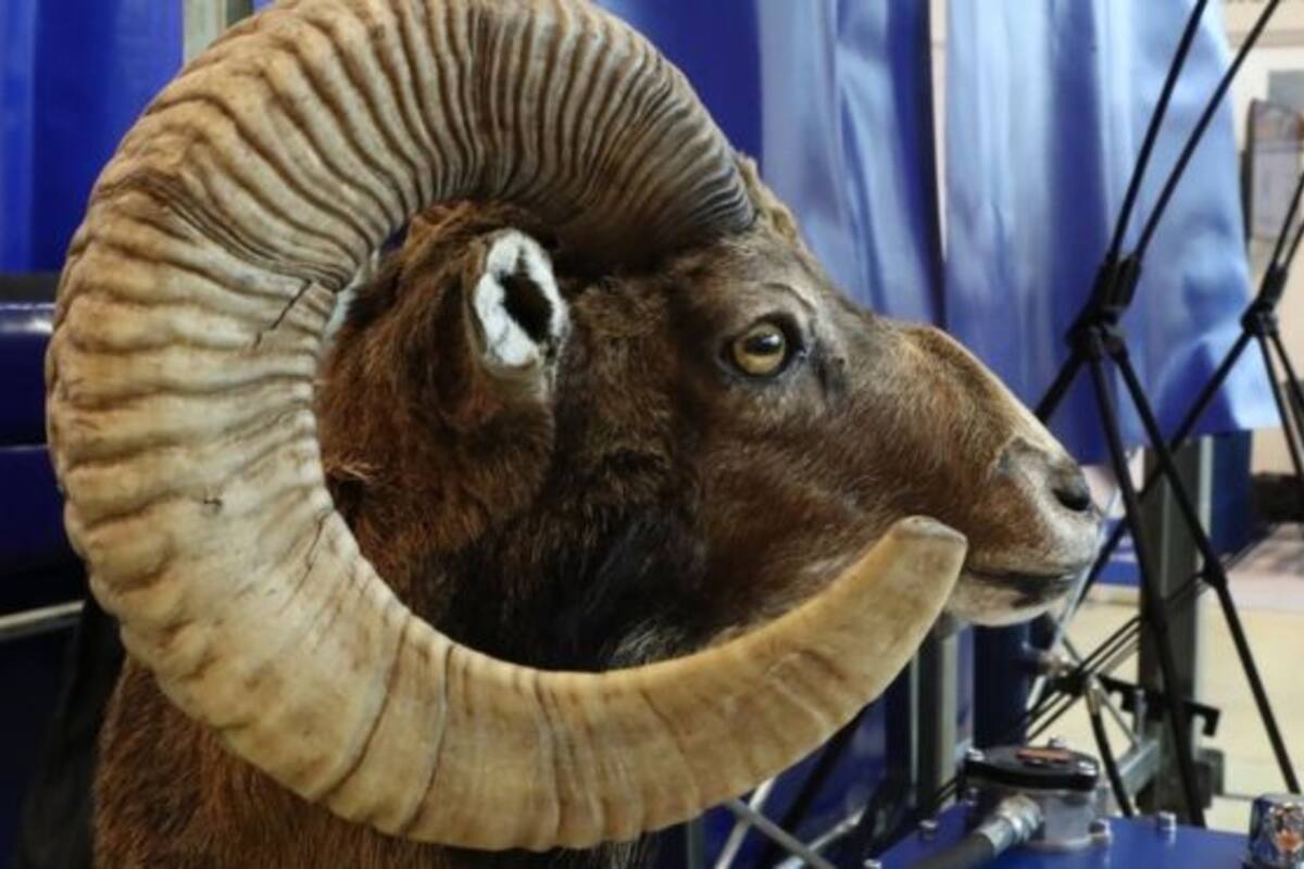 Donald Trump Jr. viajó a Mongolia a cazar carneros argali, una especie exótica del país asiático. (Foto ilustrativa)