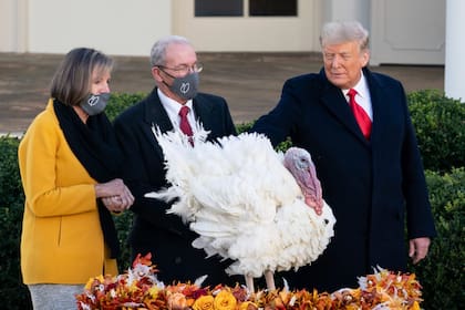 Donald Trump realizó el tradicional indulto al pavo en la ceremonia de Thanksgiving en 2020, durante su primer mandado presidencial (Trump White House Archive)
