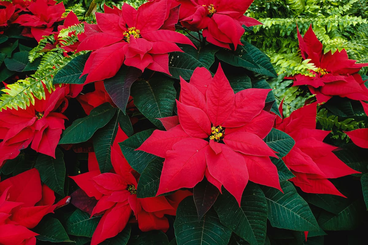 Dónde colocar la poinsettia o planta de Navidad, según lo que se quiera atraer en el hogar
