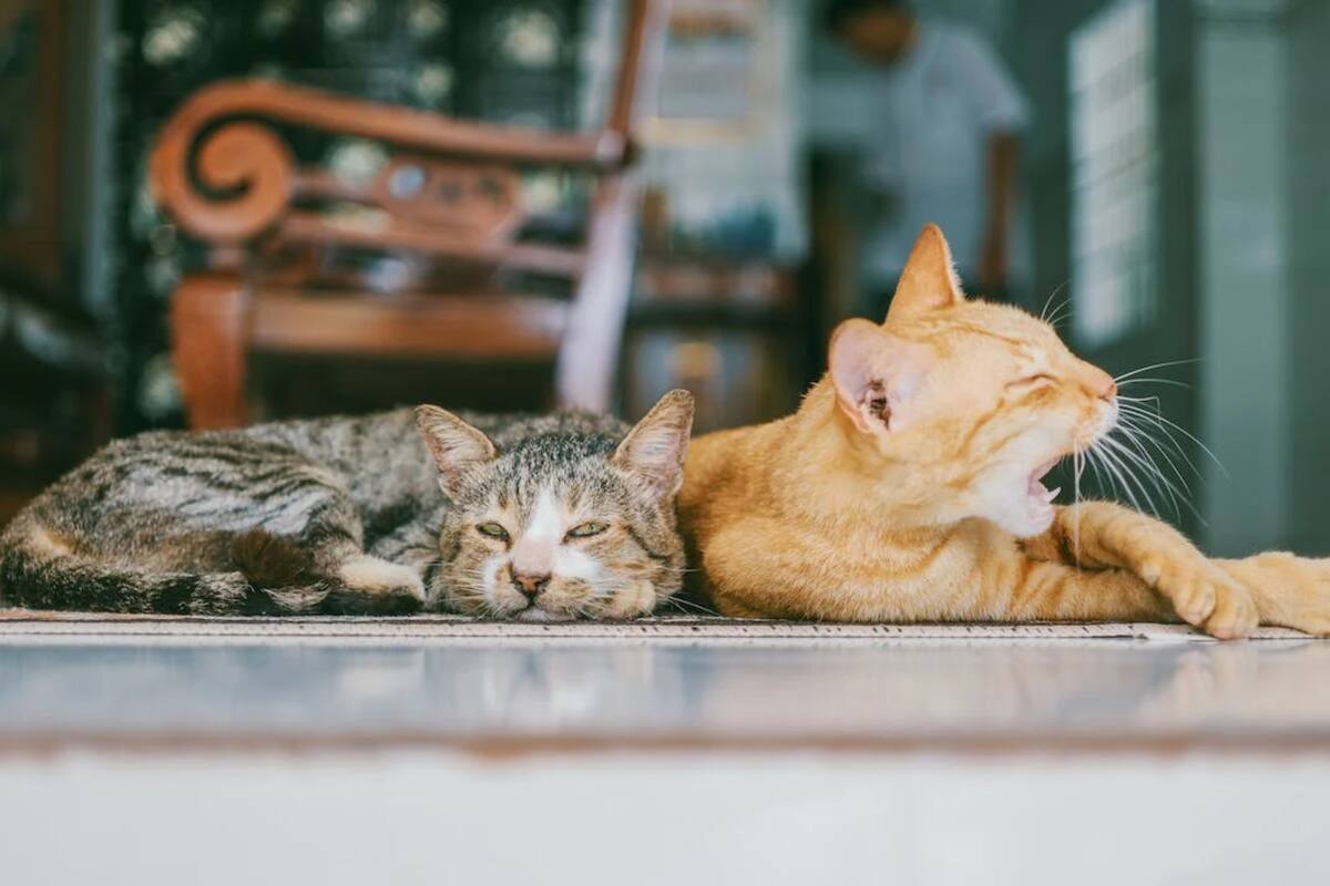 Donó una millonaria herencia a sus mascotas: la mujer informó su particular decisión (Foto Pexels)
