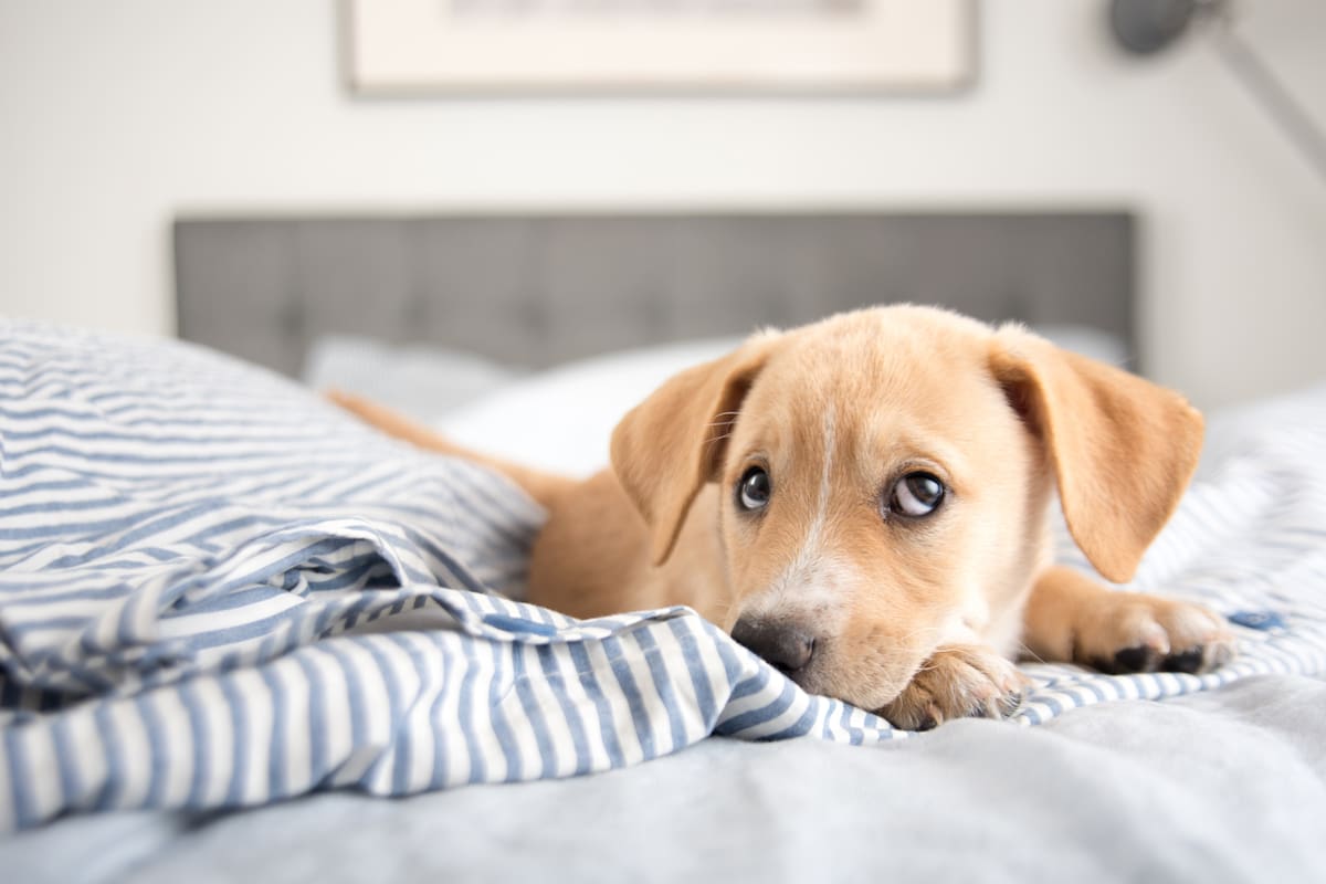 Dormir con el perro no está tan mal como creías