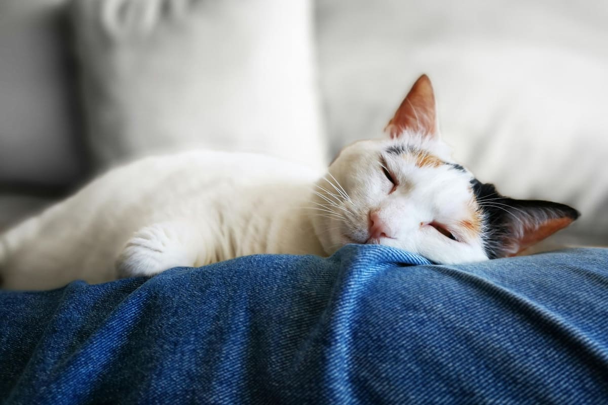 Dormir junto a su dueño es una conducta muy común en gatos domésticos, ya que encuentran en su humano una fuente de seguridad, confort y afecto