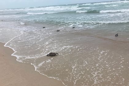 Dos animales no identificados fueron encontrados en las playas de Carolina del Norte