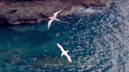 Dos aves del trópico de pico rojo sobrevuelan la costa