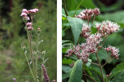 Dos bellezas: Campuloclinium macrocephalum y Eupatorium maculatum.